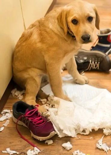 dogs, dogs facts, dog vision, dog fun facts, fun facts about dogs, dogs hearing, dogs facts