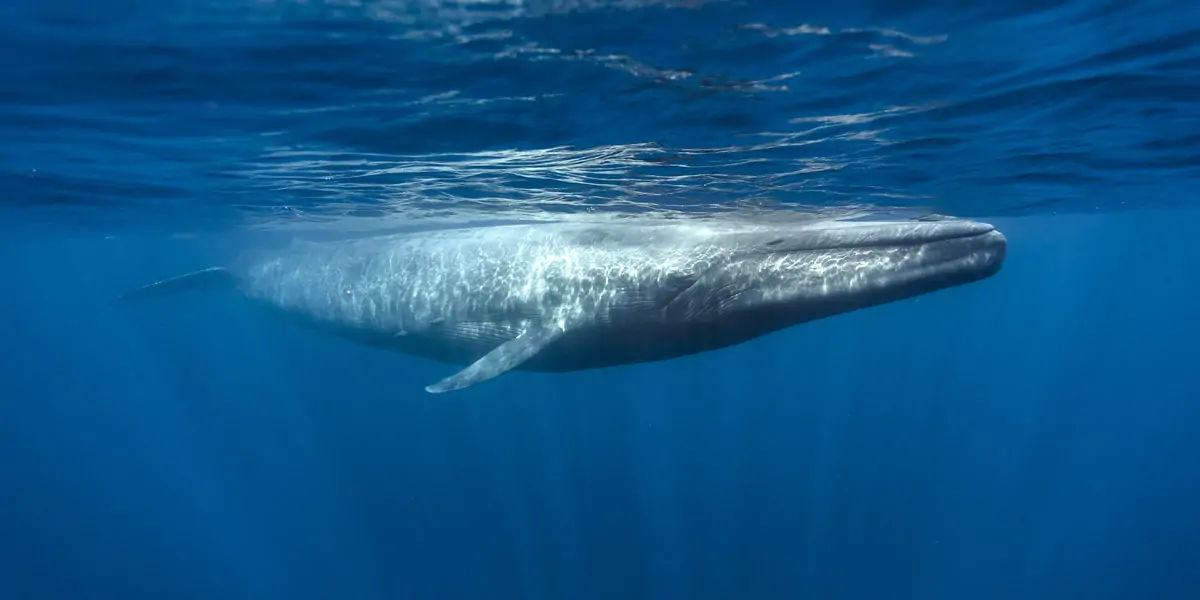 blue whale heart, blue whale heart facts