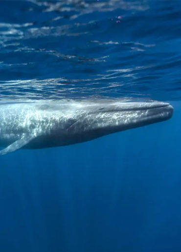 blue whale heart, blue whale heart facts