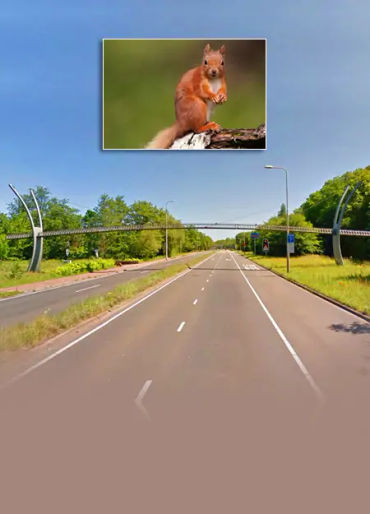 squirrel bridge, squirrels bridges, squirrels bridge