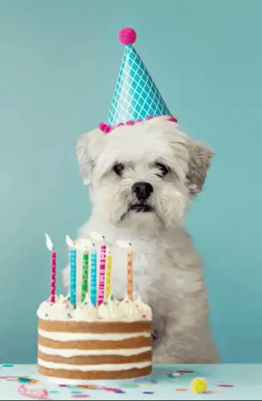 cupcakes, cakes, cake facts. cupcake facts, cake fact, bleuberry vake, cheesecake, cake, muffin. muf