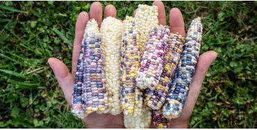 corn facts, gem corns, colorful corn, corn cob, cob facts, facts, did you know facts