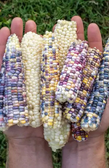 corn facts, gem corns, colorful corn, corn cob, cob facts, facts, did you know facts