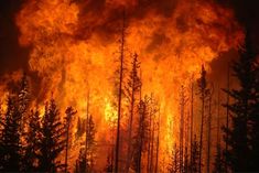 24 people who set fire to Syrian forest hanged, 11 get life imprisonment