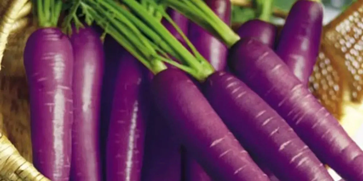 carrots, carrots color, carrots facts, carrots, purple carrots