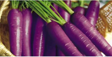 carrots, carrots color, carrots facts, carrots, purple carrots