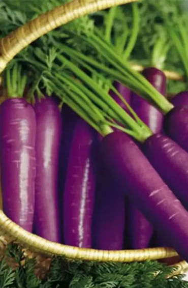 carrots, carrots color, carrots facts, carrots, purple carrots