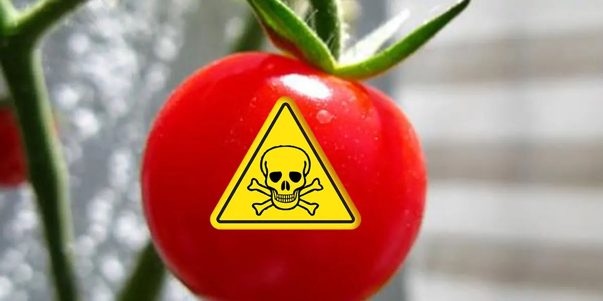 tomatoes facts, tomatoes poison, tomatoes poisonous, tomatoes fact, tomatoes image, poisonous tomato