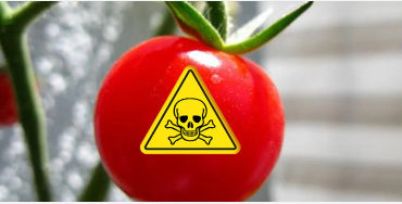 tomatoes facts, tomatoes poison, tomatoes poisonous, tomatoes fact, tomatoes image, poisonous tomato