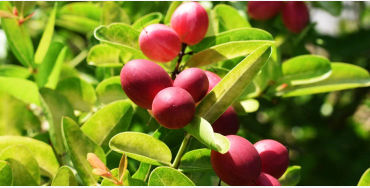 miracle fruit, miracle fruit facts, Synsepalum dulcificum