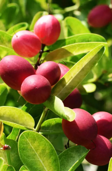 miracle fruit, miracle fruit facts, Synsepalum dulcificum