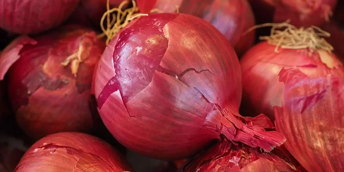 onions, onions facts, onions fact, onion taste, onion taste facts, onion benefits