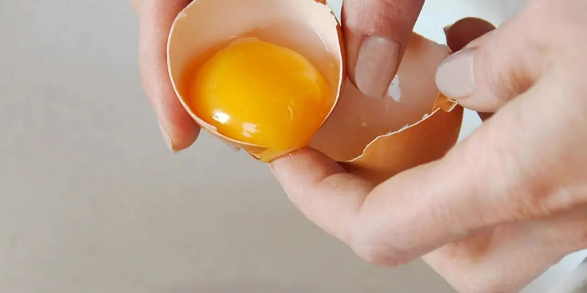 egg, egg yolk facts, egg whites, protein in eggs, egg protein, egg yolk protein, egg white protein, 