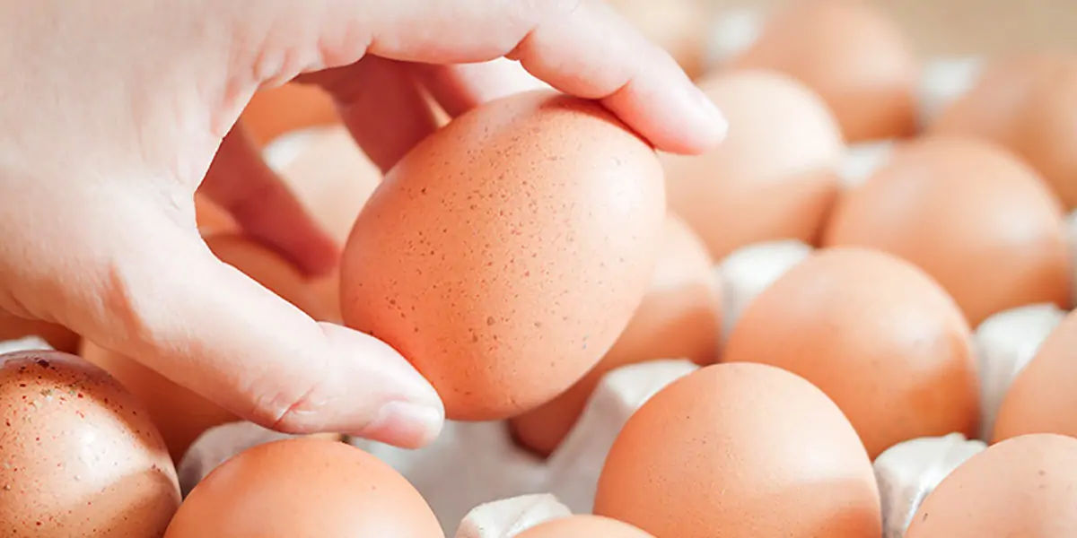 egg, egg yolk facts, egg whites, protein in eggs, egg protein, egg yolk protein, egg white protein,