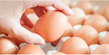 egg, egg yolk facts, egg whites, protein in eggs, egg protein, egg yolk protein, egg white protein, 