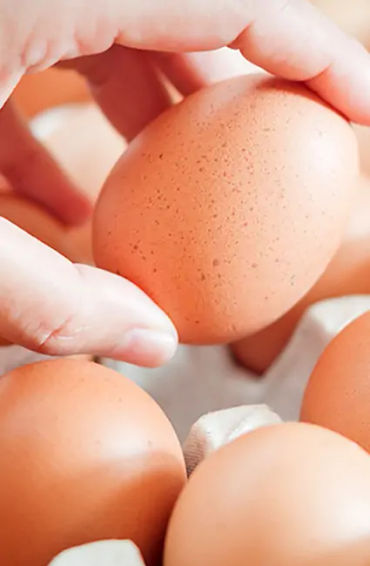 egg, egg yolk facts, egg whites, protein in eggs, egg protein, egg yolk protein, egg white protein, 