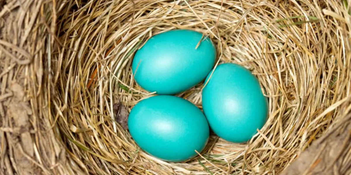egg, egg yolk facts, egg whites, protein in eggs, egg protein, egg yolk protein, egg white protein,