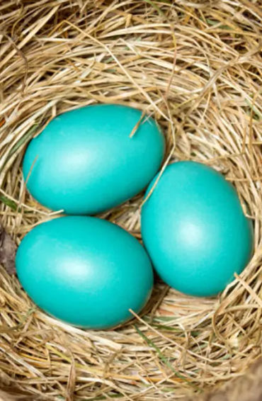 egg, egg yolk facts, egg whites, protein in eggs, egg protein, egg yolk protein, egg white protein, 