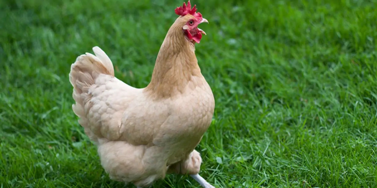 egg, egg yolk facts, egg whites, protein in eggs, egg protein, egg yolk protein, egg white protein, 