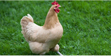egg, egg yolk facts, egg whites, protein in eggs, egg protein, egg yolk protein, egg white protein, 