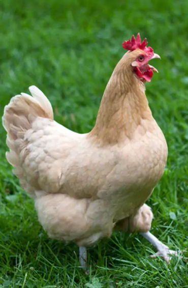 egg, egg yolk facts, egg whites, protein in eggs, egg protein, egg yolk protein, egg white protein, 