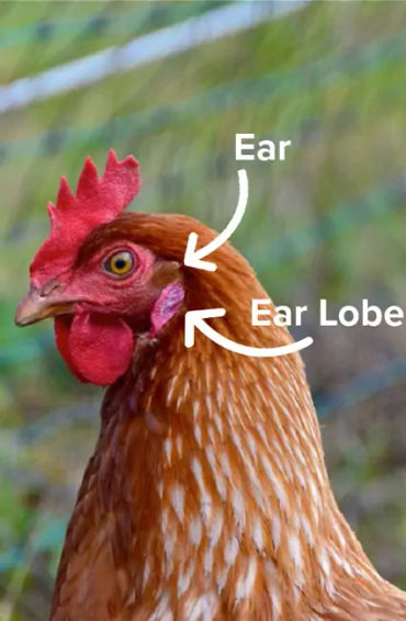 egg, egg yolk facts, egg whites, protein in eggs, egg protein, egg yolk protein, egg white protein, 