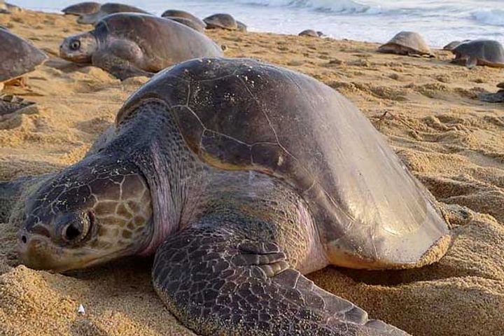 Fishing around olive ridley turtles banned Fishing around olive ridley turtles banned