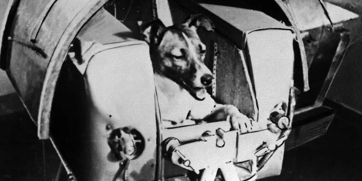 Nov 03 : Today, the Soviet Union launches Sputnik 2 in 1957, with space dog  Laika, a mostly-Siberian husky, onboard, becoming the first animal in orbit.  | Shortpedia