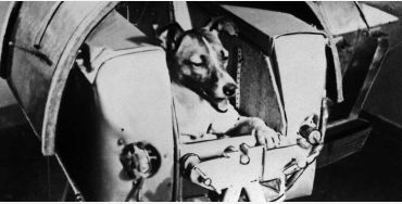 Laika, Laika dog, Laika space dog, soviet union, ussr