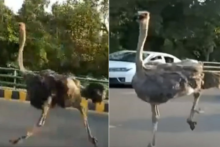 Ostrich on Lahore's Canal Road