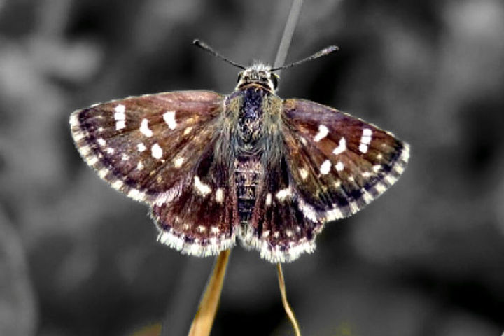 71 Species Of Butterflies Found In Seven Bio Diversity Park