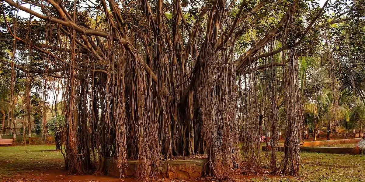 peepal tree, peepal tree ghost, peepal tree ghost stories