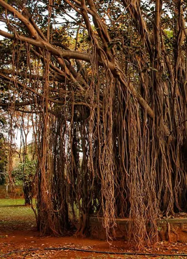 peepal tree, peepal tree ghost, peepal tree ghost stories