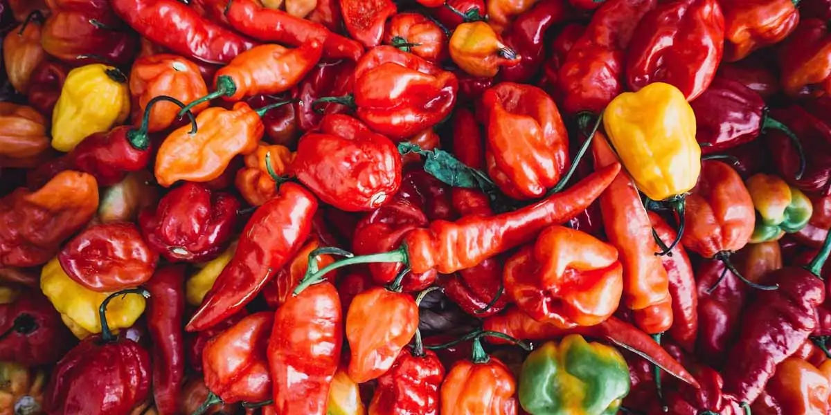 spiciest chilli, hottest chilli, bhut jolokia, ghost pepper, tobasco