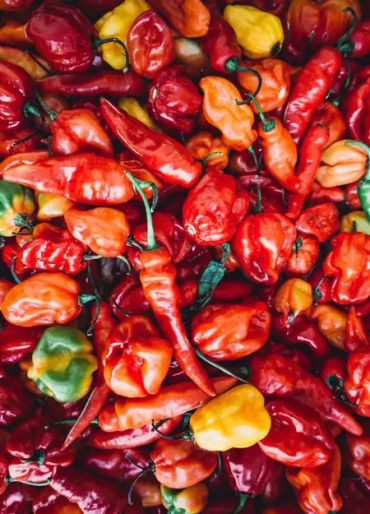 spiciest chilli, hottest chilli, bhut jolokia, ghost pepper, tobasco