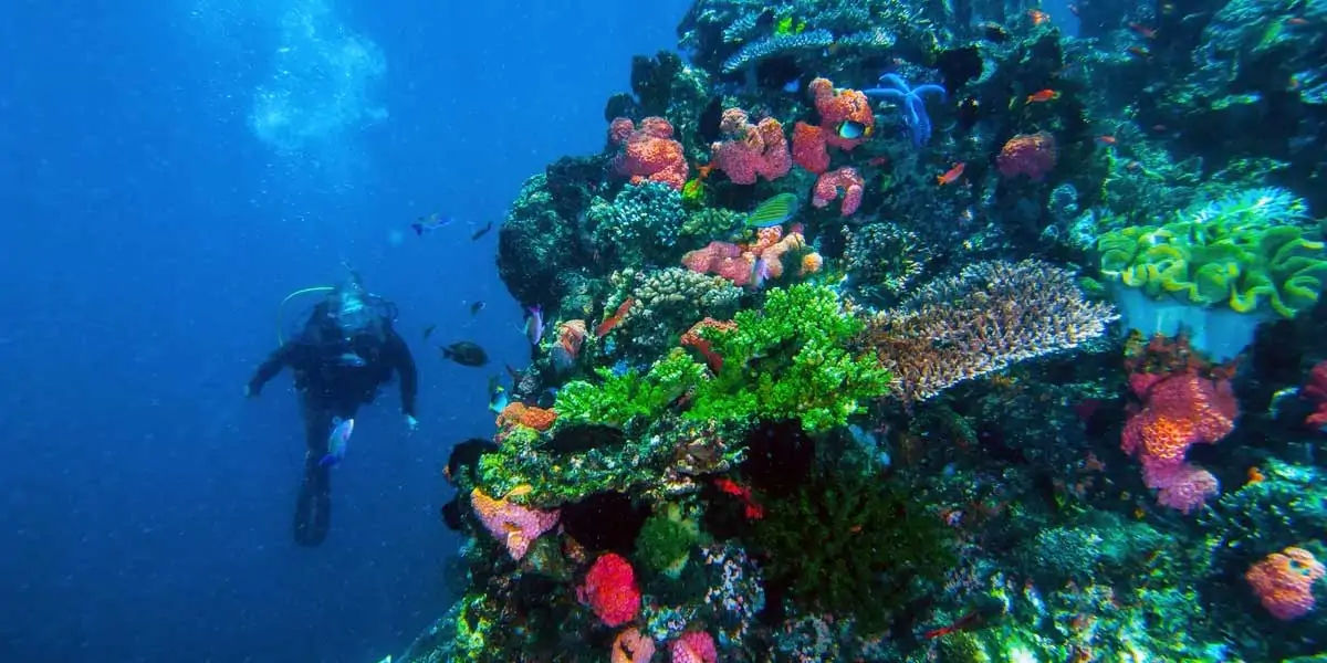 Eternal Reefs, coral reefs, buried in sea, pearls, 