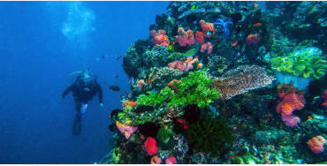 Eternal Reefs, coral reefs, buried in sea, pearls, 