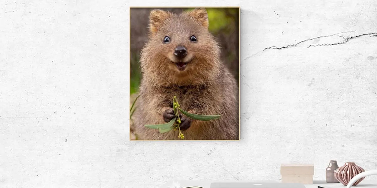 Quokkas, Quokkas smile, Quokkas facts, Quokkas images, Quokkas image, Quokkas fact