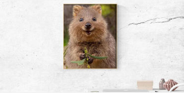 Quokkas, Quokkas smile, Quokkas facts, Quokkas images, Quokkas image, Quokkas fact