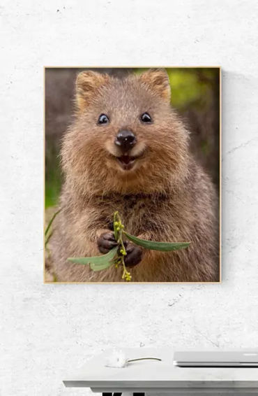 Quokkas, Quokkas smile, Quokkas facts, Quokkas images, Quokkas image, Quokkas fact