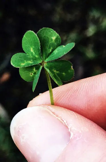 lucky charm, lucky charm facts, lucky charm work, lucky charms, lucky charms facts, lucky charm fact