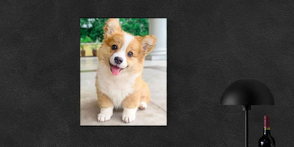 Corgis, Corgis facts, Corgis angels, Corgis fact, Corgis anime, Corgis images, Corgi dog, Corgi pric