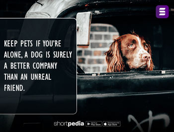 Alone Quotes : Keep pets if you're alone, a dog is surely a better company  than an unreal friend. | Shortpedia