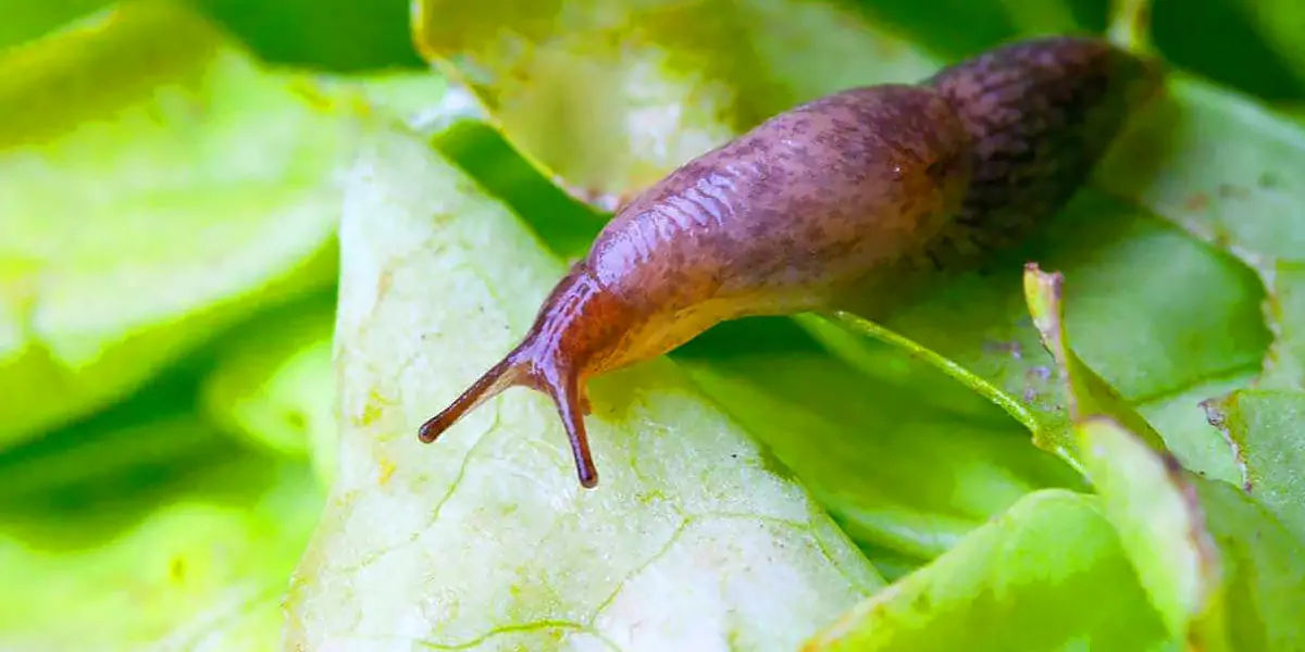 human body facts, human facts, atoms facts, human, slugs, slugs dna