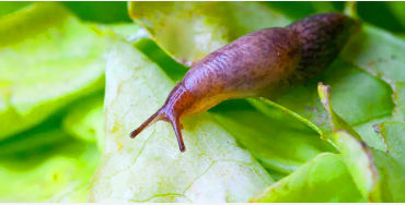 human body facts, human facts, atoms facts, human, slugs, slugs dna