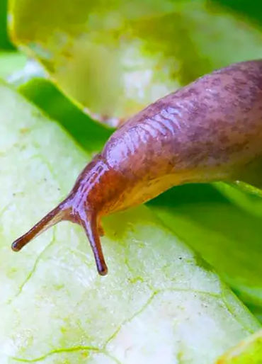 human body facts, human facts, atoms facts, human, slugs, slugs dna