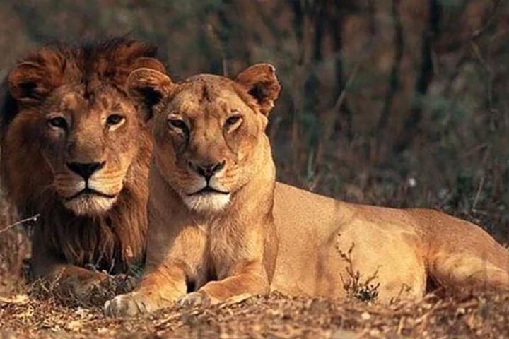 Four Asiatic Lions At A Singapore Zoo Are COVID-19 Positive After Coming In Contact With Infected St Four Asiatic Lions At A Singapore Zoo Are COVID-19 Positive After Coming In Contact With Infected St