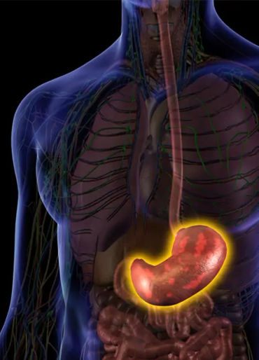 stomach, stomach facts, human body facts, facts about human body