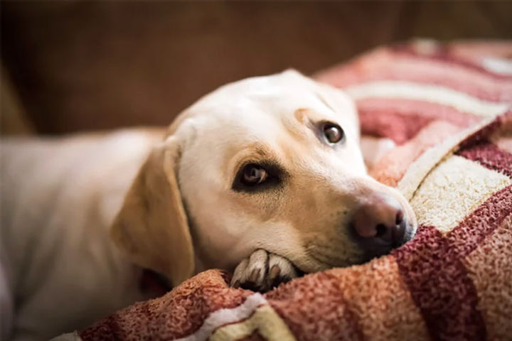 pet dog pet dog