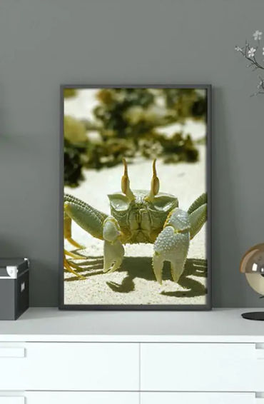 Ghost crabs, Ghost crabs facts, Ghost crabs fact, Ghost crabs growl, crab facts, crab fact